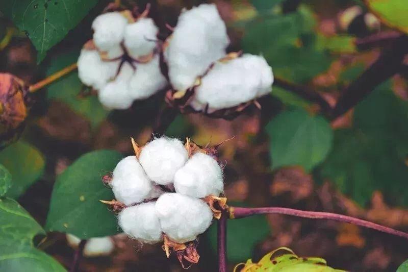 必一·运动(B-Sports)医纺